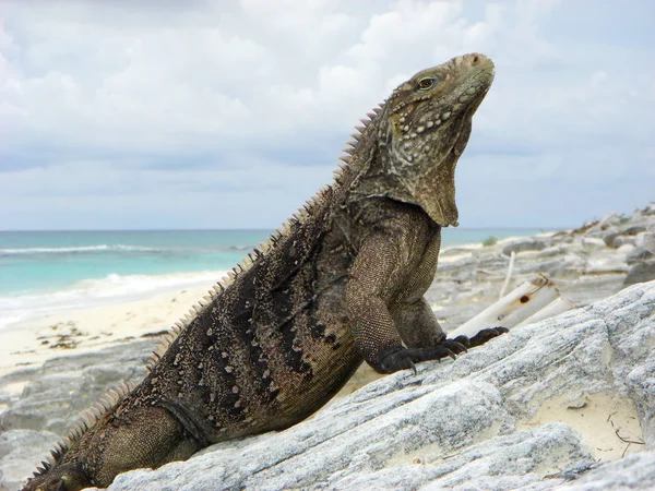 Lagarto Animal Predador Iguana — Fotografia de Stock