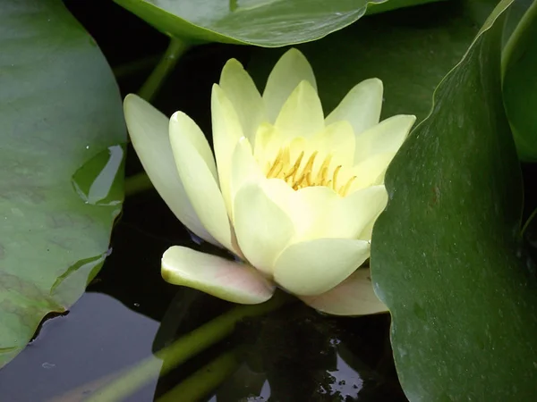 Água Lírio Pétalas Flores Planta Aquática — Fotografia de Stock