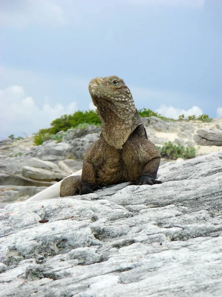 Lagartija Iguana Depredador Animal — Foto de Stock