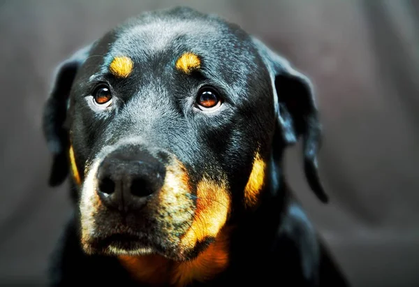 Retrato Cão Bonito — Fotografia de Stock