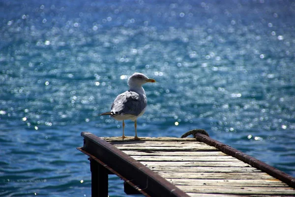 Scenic View Beautiful Seagull Birds Nature — Stock Photo, Image