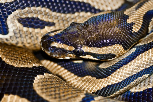 Vista Del Maestoso Serpente Pitone Selvatico — Foto Stock