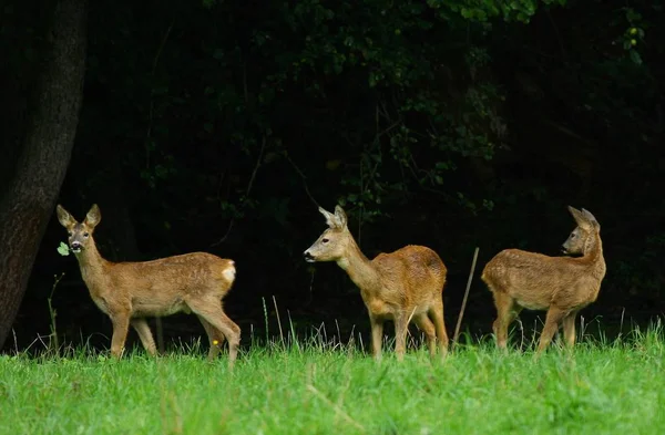 Trois Cerfs Sur Prairie Verte — Photo