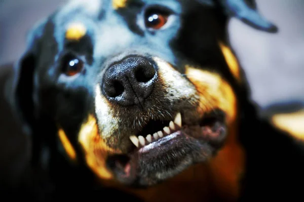 Cani Hanno Tutte Buone Qualità Della Gente Senza Anche Possedere — Foto Stock