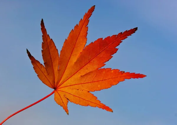 Hojas Árbol Follaje Hoja — Foto de Stock