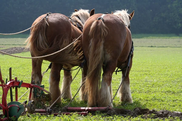 Landschappelijke Visie Landbouw Het Platteland — Stockfoto