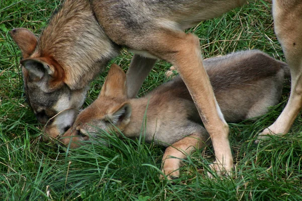 Malerischer Blick Auf Süße Welpen Hund — Stockfoto