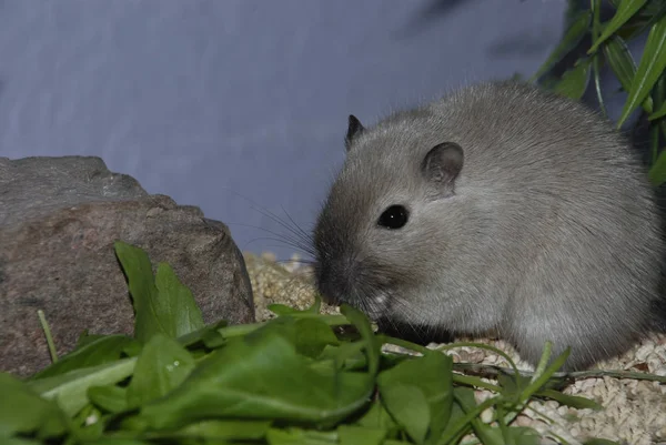 ガービル スモールマウス動物 — ストック写真