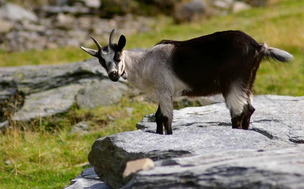 Goat South Tyrol — Stock Photo, Image