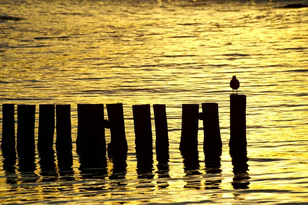 Solitário Gaivota Noite Luz — Fotografia de Stock