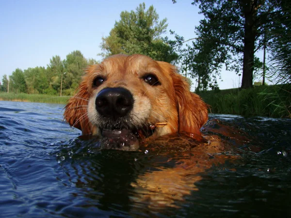 Σκύλος Στο Νερό — Φωτογραφία Αρχείου