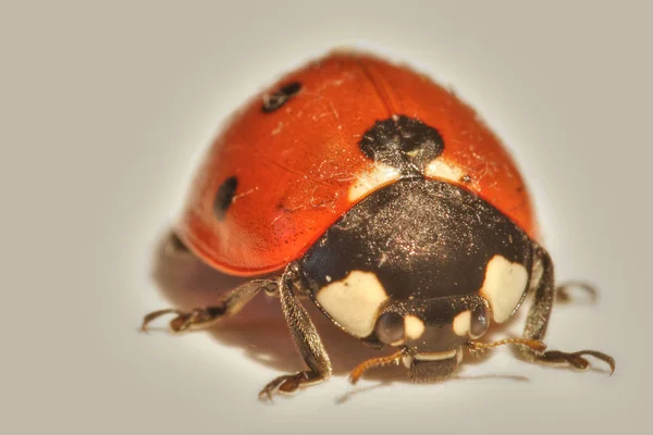 Zeven Spot Lieveheersbeestje Coccinellidae Nde Rode Zwarte Lieveheersbeestjes Zijn Niet — Stockfoto