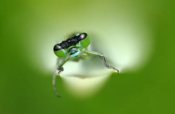 Vista Macro Primer Plano Del Insecto Libélula —  Fotos de Stock