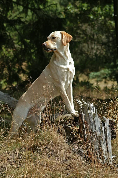 Ein Junger Schwarzer Labrador Retriever Park — Stockfoto