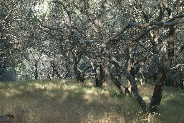 科孚希腊橄榄树 — 图库照片