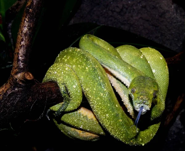 Serpente Animale Selvatico Predatore — Foto Stock