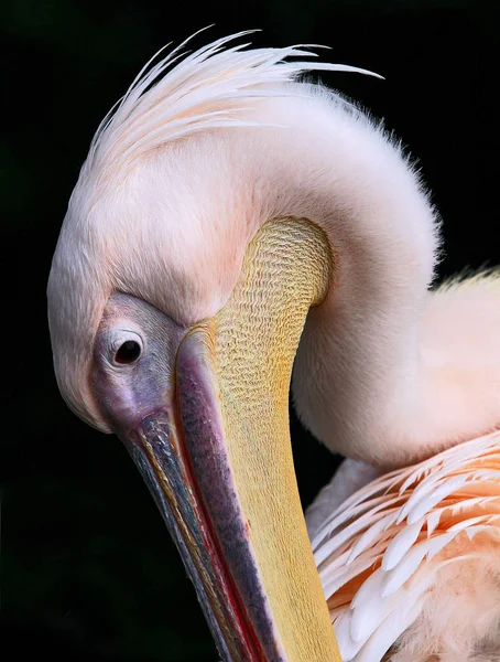 Pelican Bird Long Beak — Stock Photo, Image