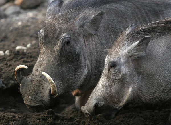 Detailní Záběr Zvířat Zoologické Zahradě — Stock fotografie