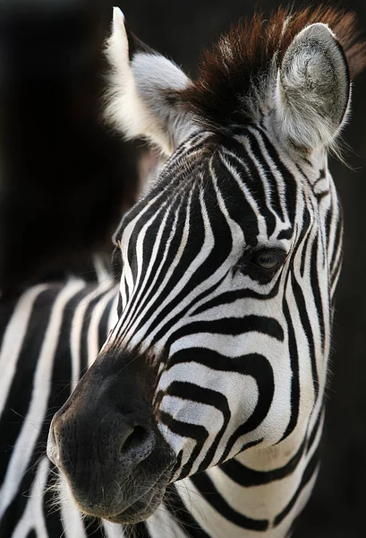 Afrikanisches Schwarzes Und Weißes Zebratier — Stockfoto