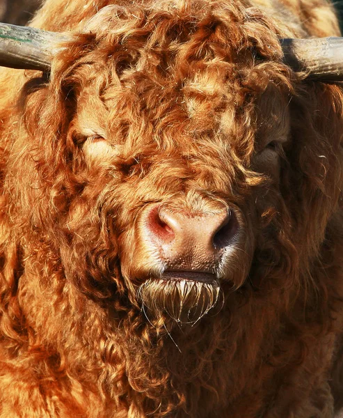 Closeup Animal Zoo — Stock Photo, Image