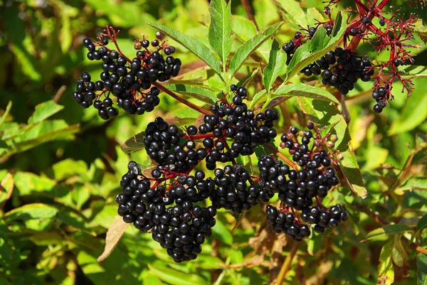 Schöne Botanische Aufnahme Natürliche Tapete — Stockfoto