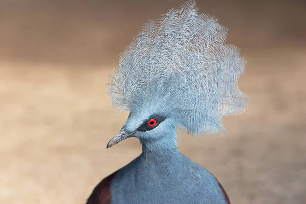 Vacker Utsikt Över Vacker Fågel Naturen — Stockfoto