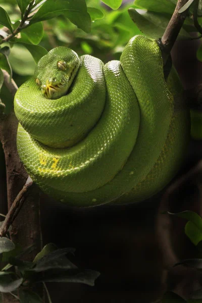 Змея Мир Животных Змеиная Кожа — стоковое фото