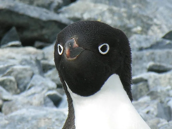 Vista Panorámica Las Aves Pingüinos Lindos Naturaleza — Foto de Stock