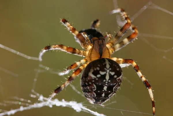 可怕的蜘蛛动物捕食者 — 图库照片