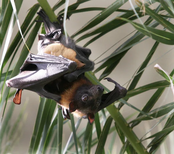 Detailní Záběr Zvířat Zoologické Zahradě — Stock fotografie