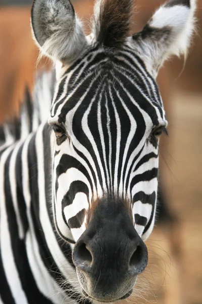 Gestreiftes Zebratier Säugetier — Stockfoto