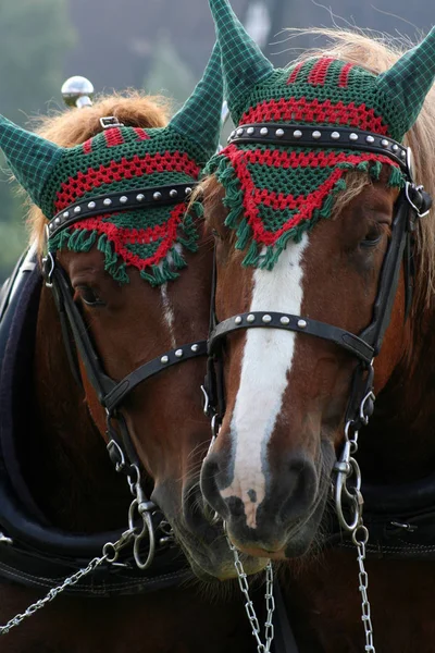 Paarden Overdag Buiten — Stockfoto