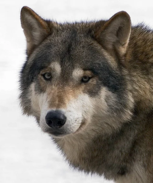 Schilderachtig Uitzicht Wilde Wolf Natuur — Stockfoto