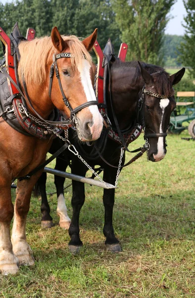 Caballos Aire Libre Durante Día — Foto de Stock