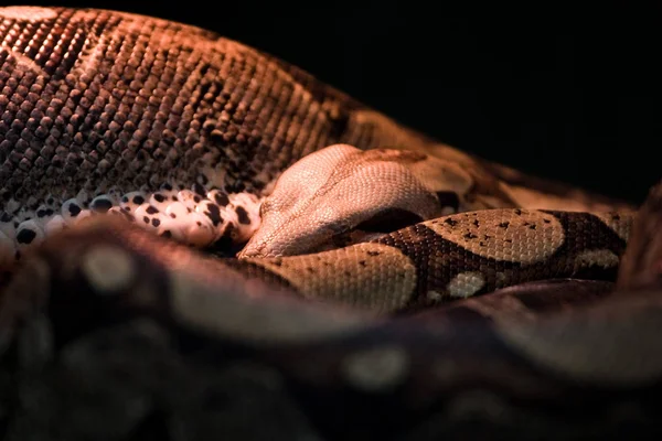 Snake Reptile Animal World — Stock Photo, Image