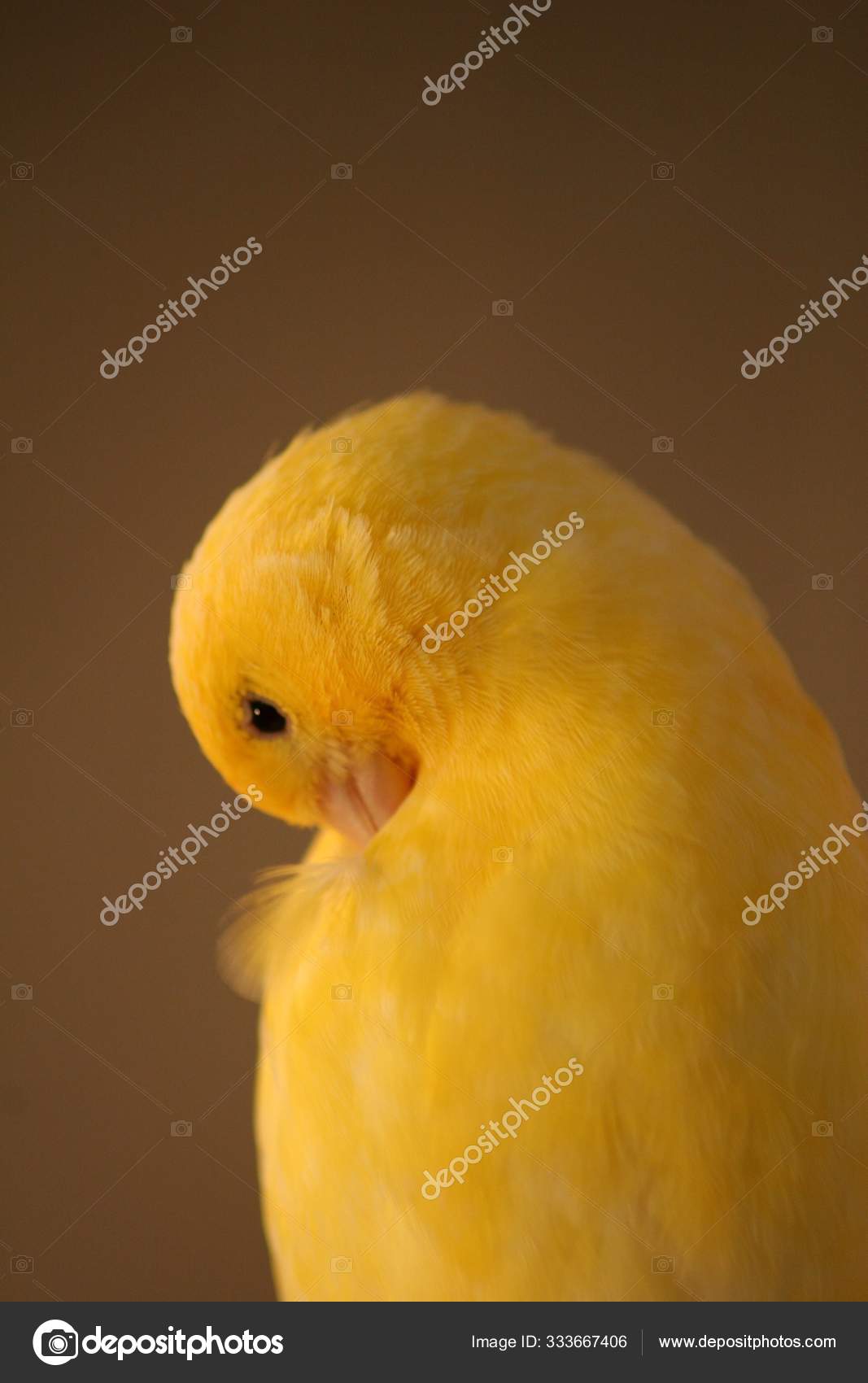 Живописный Вид Красивую Птицу Природе Стоковое Фото.