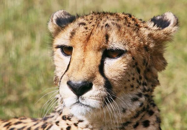 Macska Ragadozó Vad Gepárd Emlős Állat — Stock Fotó
