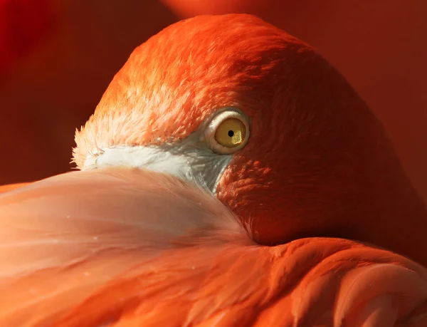 Vista Cênica Belo Pássaro Natureza — Fotografia de Stock