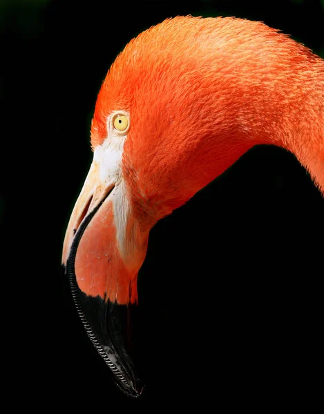 Flamingo Natuurlijke Vogel Achtergrond — Stockfoto