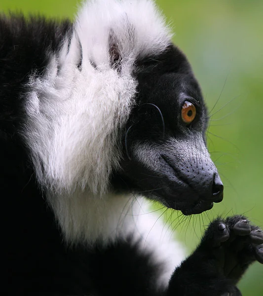 Monos Simios Animales Primarios — Foto de Stock