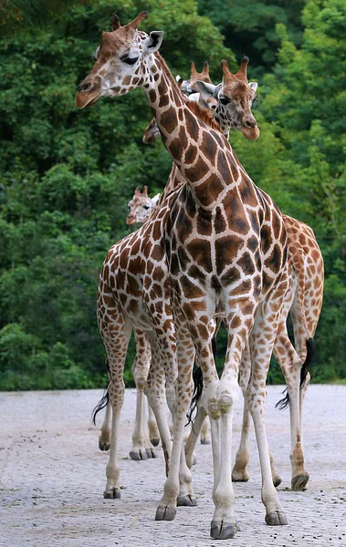 Zürafa Hayvan Fotoğrafı Vahşi Yaşam — Stok fotoğraf