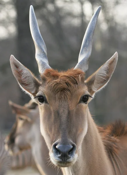 Antilopen Wild Dier Wilde Dieren — Stockfoto