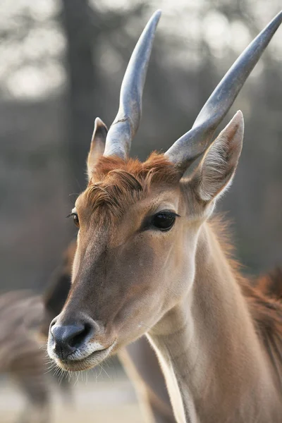 Antelope Wild Animal Wildlife — Stock Photo, Image