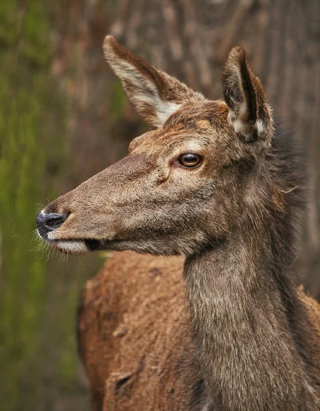 Nature Wildlife Deer Animal Fauna — Stock Photo, Image