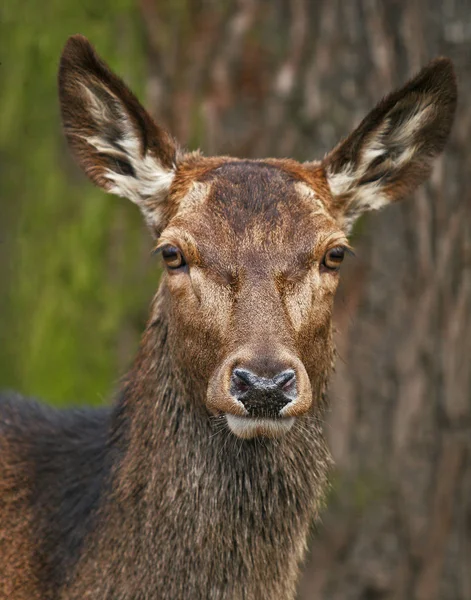 Nature Wildlife Deer Animal Fauna — Stock Photo, Image