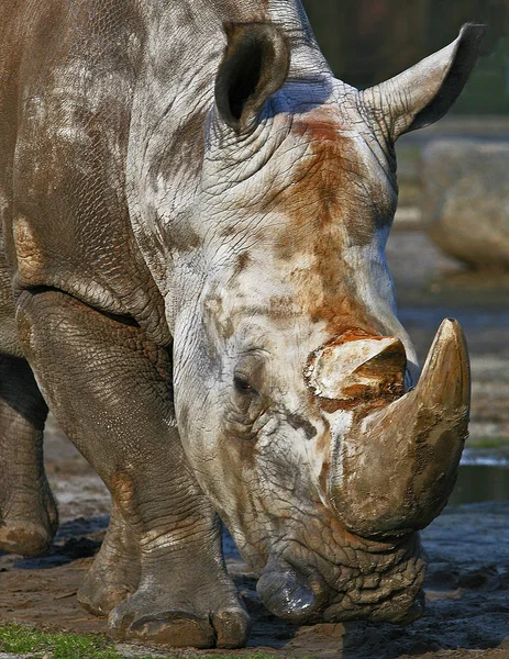 Animale Africane Creatură Rinocer Faună — Fotografie, imagine de stoc