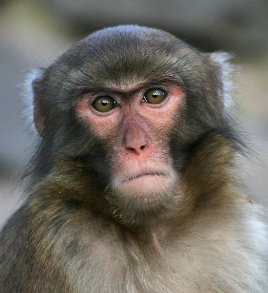 猴子动物 灵长类哺乳动物 — 图库照片