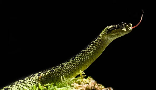 Lagarto Verde Sobre Fundo Preto — Fotografia de Stock