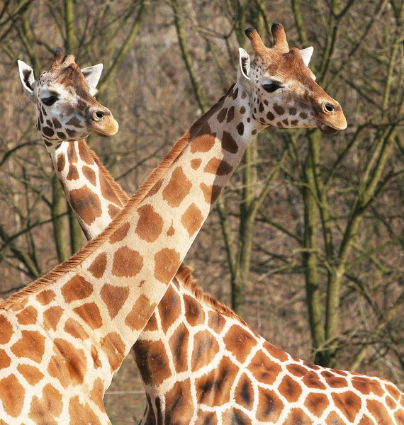 Uzun Kahverengi Zürafa Hayvanı Bitki Örtüsü Hayvan Doğası — Stok fotoğraf