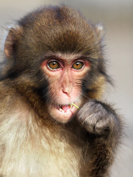 猴子灵长类动物 野生动物 — 图库照片